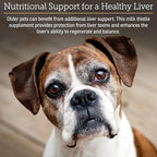 Rx Vitamins Hepato Support for Dogs & Cats - Liver Support Supplement with Milk Thistle for Dogs and Cats - Hepatic Dog Supplement Enriched with Vitamin B Complex - 180 Capsules