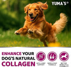 YUMA'S Advanced Collagen for Dogs - 170 Chews - Hip and Joint Supplement - Multi-Collagen Peptides - Skin & Coat Health, Cartilage & Mobility Support - Glucosamine, Vitamin C, Hyaluronic Acid