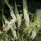 Earthborn Elements Black Cohosh 200 Capsules, Pure & Undiluted, No Additives