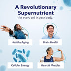 TRU NIAGEN Patented NAD Supplement for Brain Function, Anti Aging & Cell Regeneration, 300mg Niagen, 30 Servings | Supports Cellular Energy, Muscle | Nicotinamide Riboside (NR) Take 1 Daily | 2 Bottle