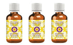 dève herbes Pure Catnip Essential Oil (Nepeta cataria) Steam Distilled (Pack of Three) 100ml X 3 (10 oz)