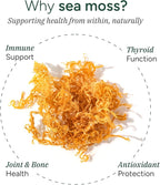 ROOT LABS Sea Moss Gummies I 92+ Minerals I Black Seed Oil I KSM 66 Ashwagandha I Lab Tested I No Added Sugar | for Men, Women I Non-GMO I 100% Natural & Organic I 1600 mg I 60 Gummy