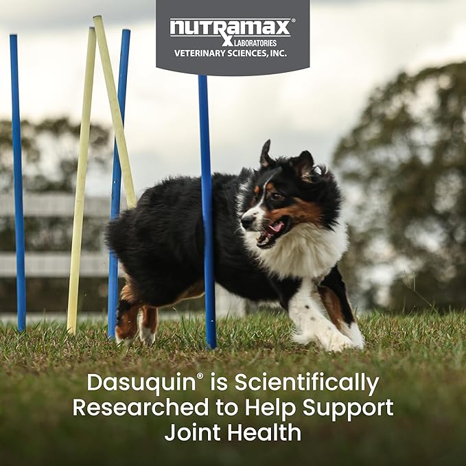 Nutramax Dasuquin for Large Dogs, Joint Health Supplement, Contains Glucosamine for Dogs, Plus Chondroitin, ASU, MSM and More, Supports Healthy Joints, Chewable Tablets, 150 Count