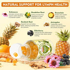 Well&Whole Lymphatic Drainage Gummies, Lymphatic Drainage Supplements with Echinacea, Dandelion, Burdock, Lymph System Support, Lymph Detox Cleanse & Immune Support, Pineapple, Vagan, 60 Gummies