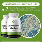 Lactobacillus Helveticus Probiotic Supplement 240 Tablets 3 Billion CFU Probiotics for Men & Women Supports Intestinal Digestive & Gut Health (240, Lactobacillus Helveticus)