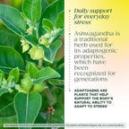 MegaFood Adrenal Strength - Adrenal Support Supplements with Ashwagandha and Magnesium Glycinate, Vitamin C, Holy Basil, Astragalus, Reduces Cortisol Levels - Vegetarian - 60 Tablets (30 Servings)