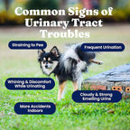 New Solid Gold Cranberry Supplement for Dogs for Urinary Tract Health - UTI + Bladder + Kidney Support for Dogs of All Life Stages w/Antioxidants (3.5 Ounce Powder, Smoked Bacon)