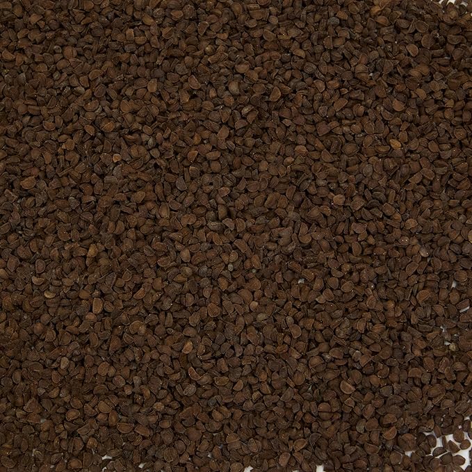 Palm Beach Medicinal Herbs - Black Cohosh (Cimicifuga racemosa) - Packet of 10 Seeds