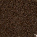 Palm Beach Medicinal Herbs - Black Cohosh (Cimicifuga racemosa) - Packet of 10 Seeds