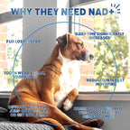 NAD+ Precursor & Senior Dog Multivitamin Supplement, 90 NMN Supplements for Longevity, Anti-Aging & Energy, Dog Daily Support Vitamins Chews for Hip & Joints, Skin & Coat, Chicken